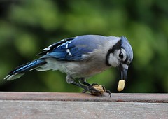 Blue Jay with a Peanut 