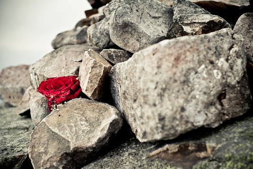 IMG_8024 - A lone rose left in the summit cairn by another walker