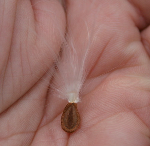 Milkweed Seed