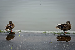 Mallard Ducks on the Constitution Gardens Pond
