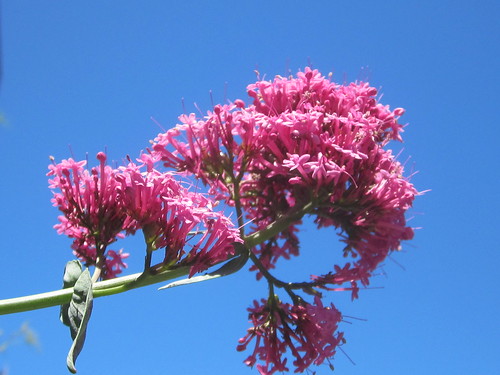 Pink Flowers and a Blue Sky