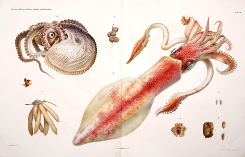 003-I Cefalopodi viventi nel Golfo di Napoli-1896-Giuseppe Jatta.jpg