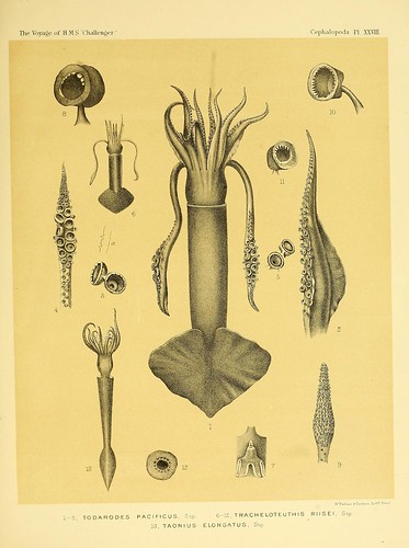 011-Report on the Cephalopoda collected by H. M. S. Challenger …1886- William Evans Hoyle.