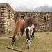 llamas at Machu Picchu