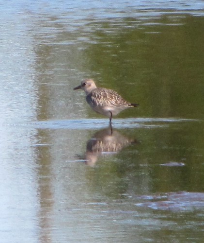 Black-bellied Plover at Evergreen Lake 04
