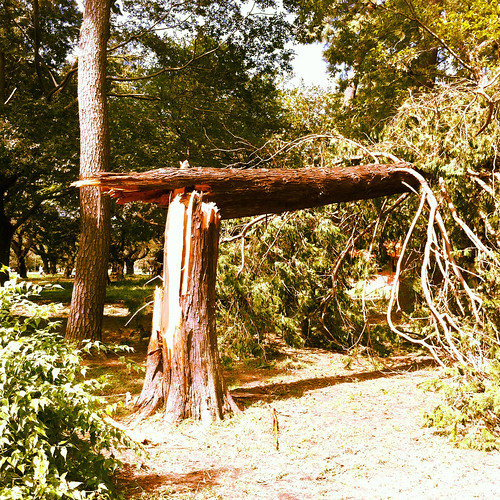 台風15号で折れた木と曼珠沙華