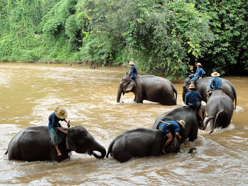 Thailand elephant bath 4