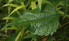 White Snakeroot leaf