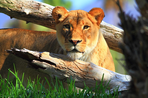 Intimidating Lioness Staredown by ABenPhoto