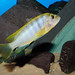 Labidochromis sp. 'hongi' Hongi Island