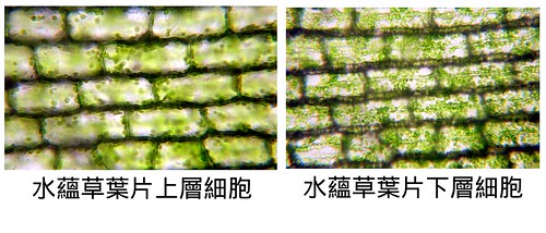 水蘊草上層和下層細胞比較.xcf