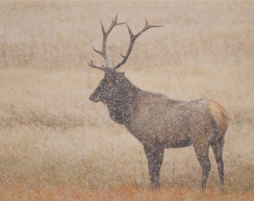 7x6 bull elk in Yellowstone's first fall snow. by Mark/MPEG (Midwest Photography Enthusiasts Group)