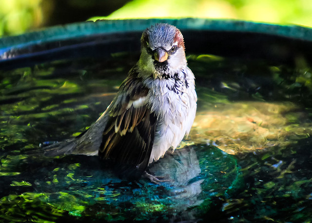 Mr. House Sparrow in the Bird Bath.