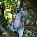 Lemur Faunia