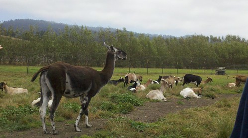 Llamas guard the goat herd