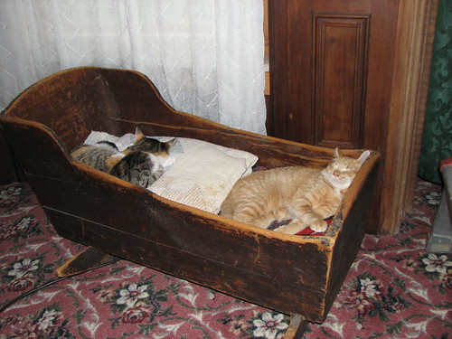 cradle full of kitties