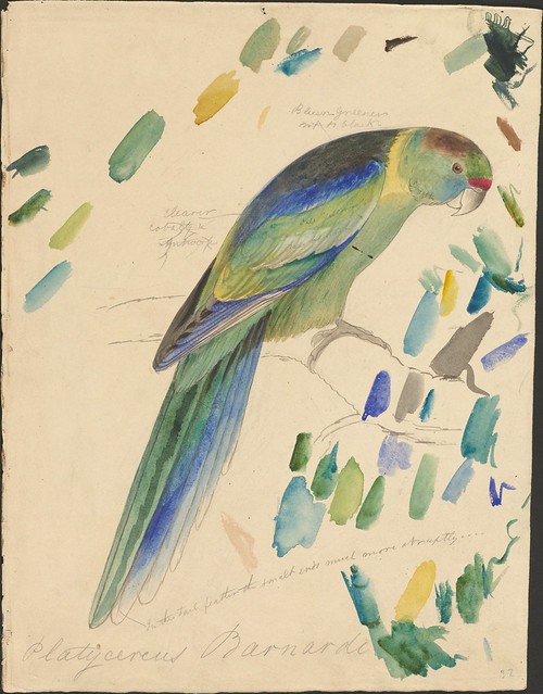Barnard's parakeet - graphite and watercolour drawing (32)