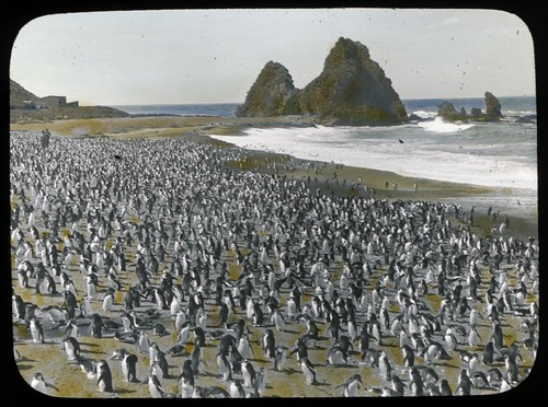 [Royal penguins and two men on Nuggets Beach, Macquarie Island, Australasian Antarctic Expedition, 1911-1914]