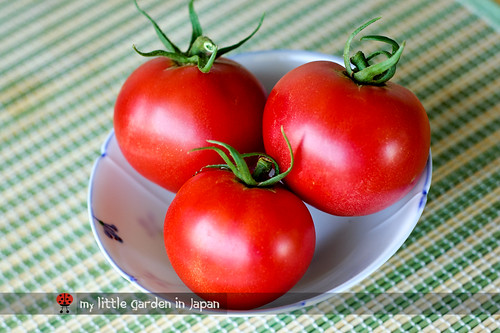 tomato-harvest-1