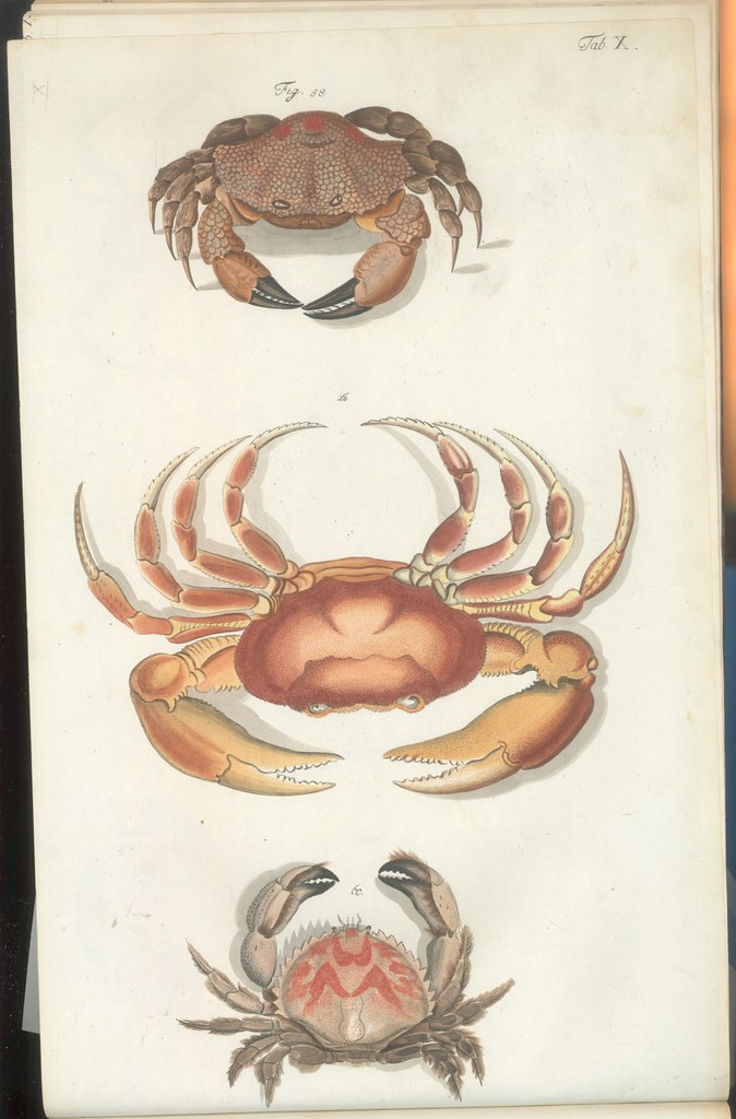Versuch einer Naturgeschichte der Krabben und Krebse a