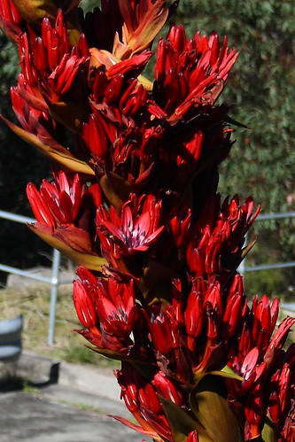 Giant Spear Lily Flowers