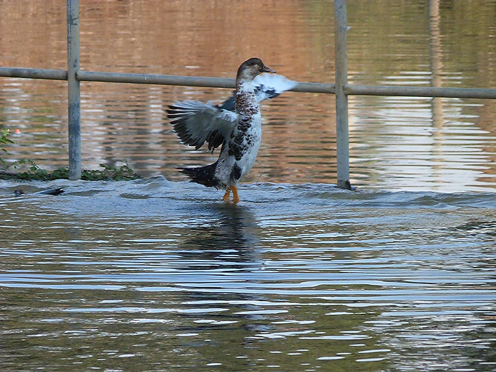 25-09-2011-duck8