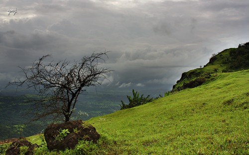 Leafless in peak monsoon by Yogendra174