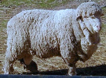 Cormo_sheep