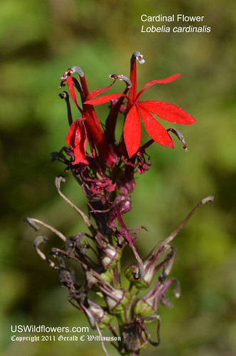 Cardinal Flower, Scarlet Lobelia - Lobelia cardinalis