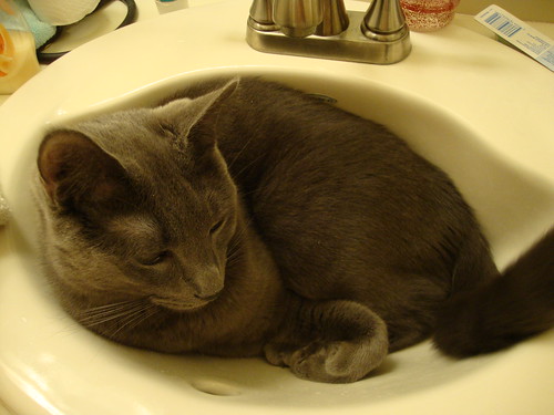 in the sink