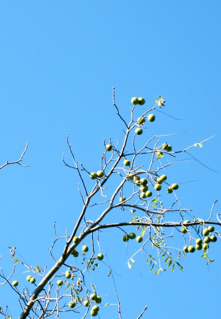 walnuts hanging on