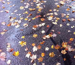 Path in Autumn by randubnick