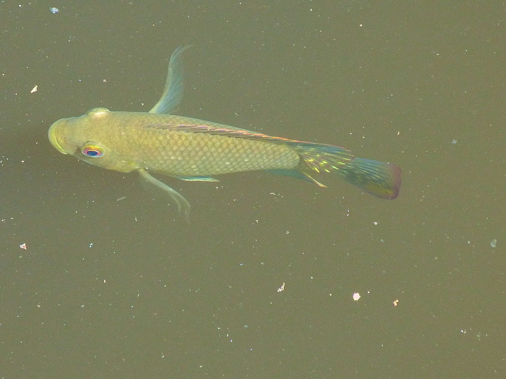 13-10-2011-yellow-fish-in-murky-water