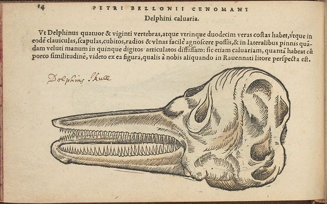 Dolphin's skull