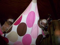 Pua and Ori in the hammock