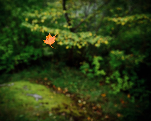 September 19 - Autumn Leaf by kejsardavid