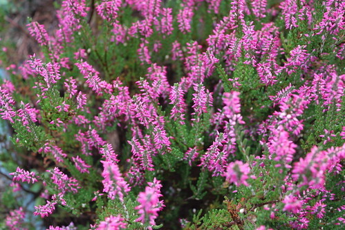 Heather? Whatever It Is A Nice Fine Flower Display