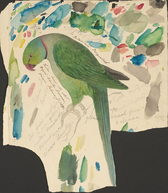 Green parrot - ink, graphite and watercolour drawing (31)