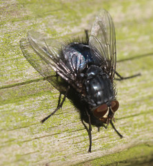 stomoxys calcitrans. in short . house fly