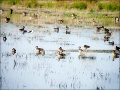 茄萣濕地的候鳥，包括小水鴨、白眉鴨、琵嘴鴨和尖尾鴨。（鄭和泰提供）