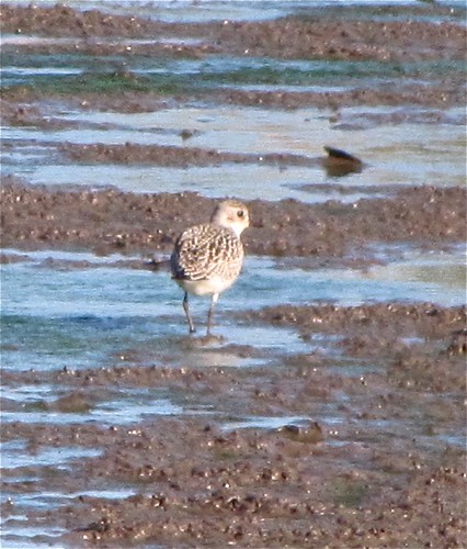 Black-bellied Plover at Evergreen Lake 01