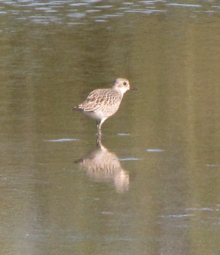 Black-bellied Plover at Evergreen Lake 02