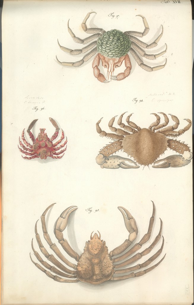 18th c. hand-coloured engravings of crustacea