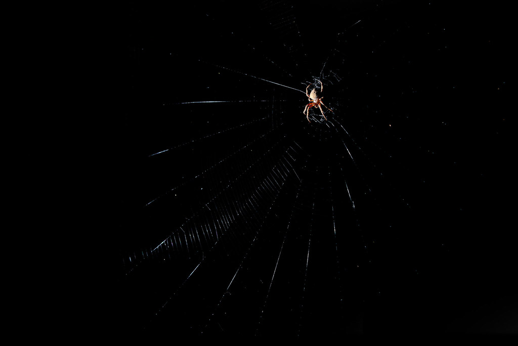 Spider, at night (2)