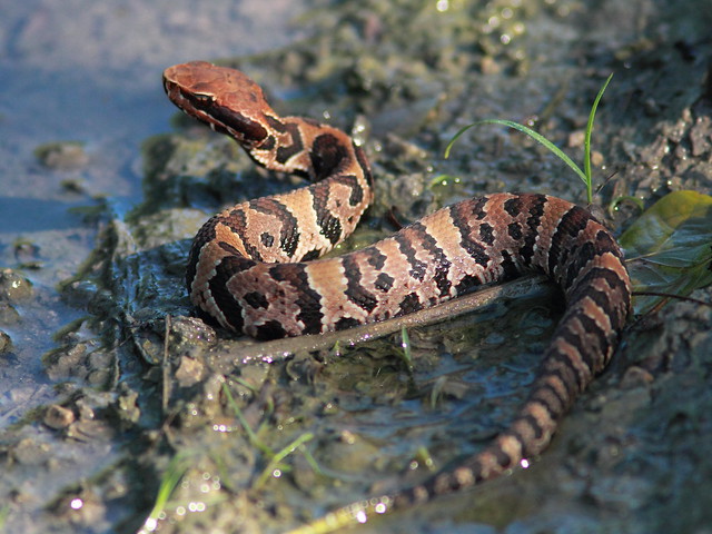 Cottonmouth 20111001