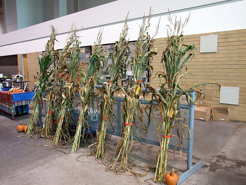 Corn stalks for sale