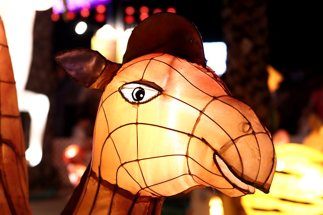 camel lantern