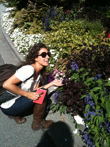 Purple Shiso & Heliotrope @ The Rose Garden