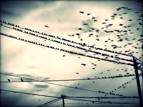 113/365- The birds by elineart