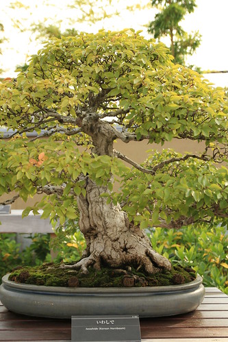 いわしで Iwashide (Korean Hornbeam) - 盆栽美術館 - bonsai museum